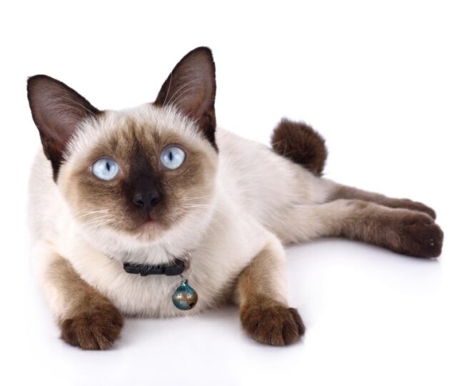 Siamese History Proverbs Siamese Cats