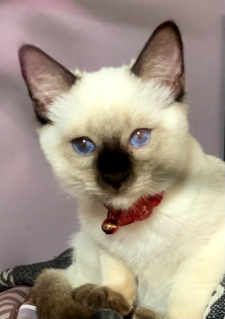 Highly Favored Chocolate Point Female Siamese