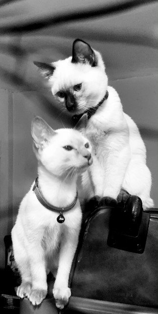 Favor & Grace Siamese Cats