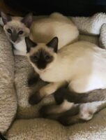 Favor and Grace-Proverbs Siamese