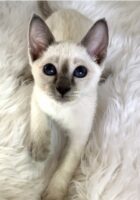 Grace of Proverbs Siamese Cats