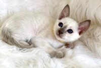 Grace of Proverbs Siamese Cats