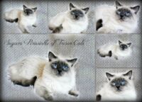 Sugars Periwinkle of Tresor Cats-Sire