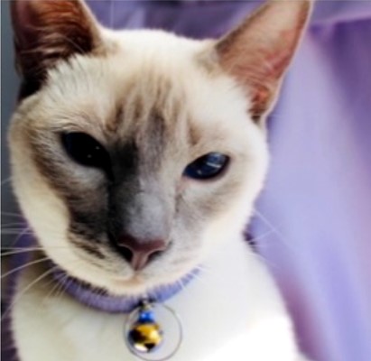 Grace Lilac Point Siamese Queen of Proverbs Siamese