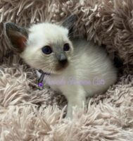 Anastasia female Siamese kitten