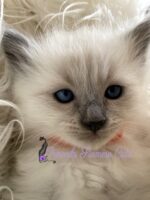 Available Balinese Kitten CA