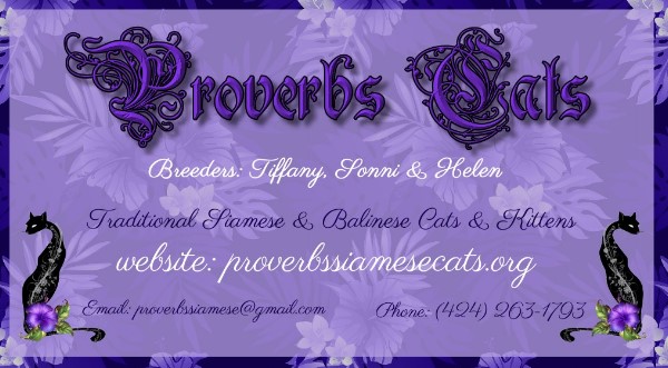 Proverbs Siamese Kittens CA