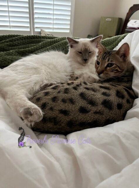 Available Siamese Kitten Lomita CA