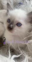 Available Siamese Kitten Lomita CA