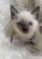 Available Siamese/Balinese Kitten Lomita CA