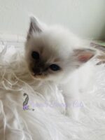 Available Balinese Kitten Lomita CA