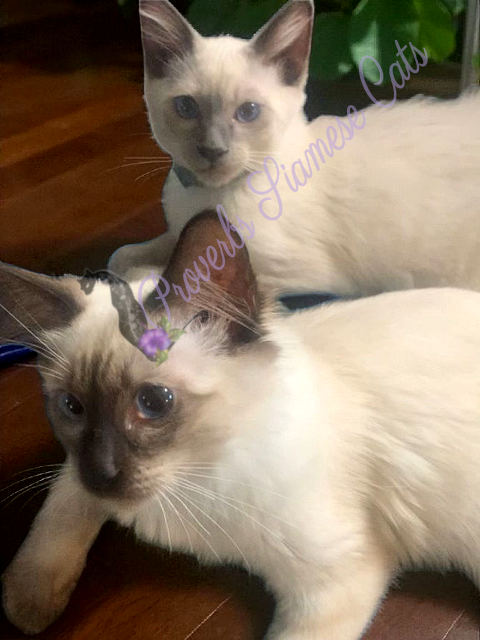 Available Siamese Kitten Lomita CA