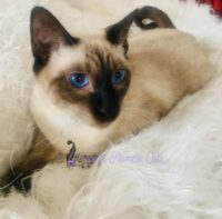 Available Siamese Kitten Lomita CA