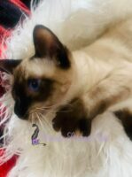 Available Siamese Kitten Lomita CA