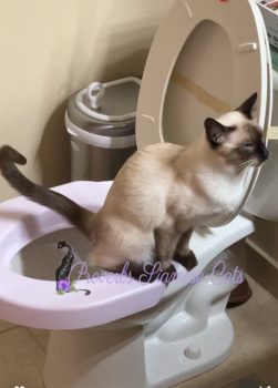 Available Siamese/Balinese Kitten Lomita CA